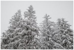 séance photo engagement alsace vosges